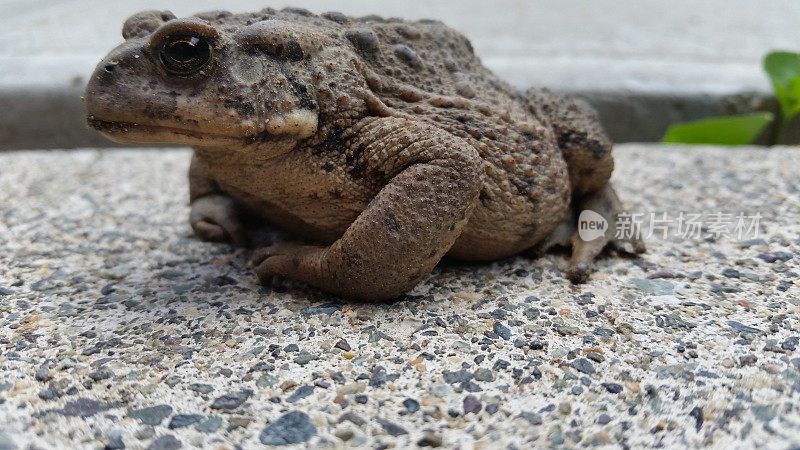 特写的西方蟾蜍(Anaxyrus boreas)。